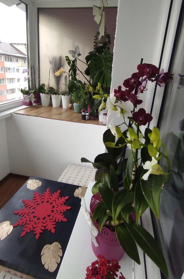 Noua Apartment Brasov Exterior photo